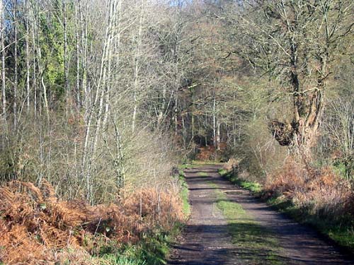 Un chemin perdu en Mayenne...